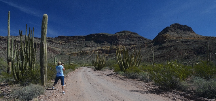 organ pipe cactus on roadsides
